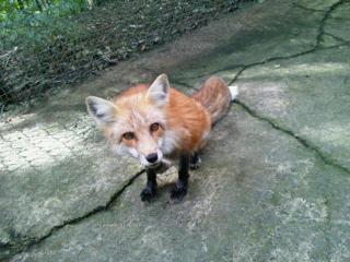 kitsune1