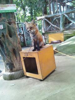 kitsune2