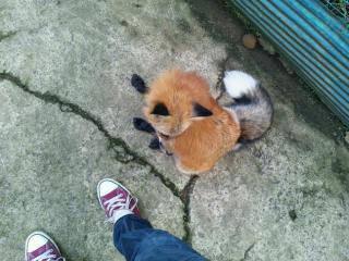 kitsune3