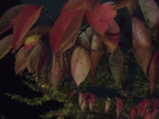 DSCF4013